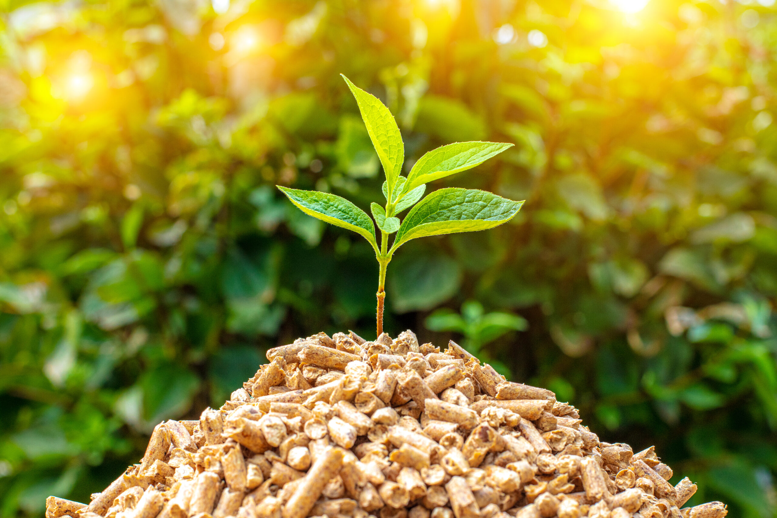Développez votre projet dans le domaine de la bioéconomie grâce à l&rsquo;APR GRAINE